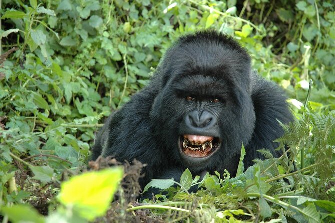 1 Day Rwanda Gorilla Trekking Tour In The Volcanoes National Park - Meeting mountain gorillas in Volcanoes National Park