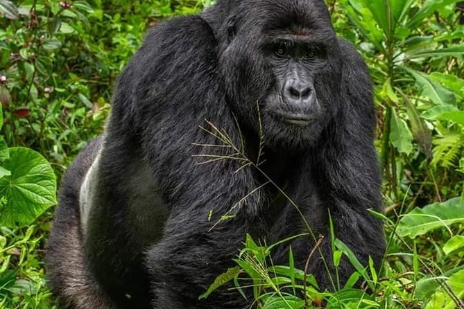 1 Day Rwanda Gorilla Trekking Tour In The Volcanoes National Park - The optional hour at Iby’iwacu Cultural Village
