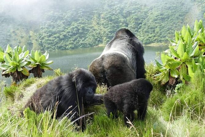 1 Day Rwanda Gorilla Trekking Tour In The Volcanoes National Park - Leaving Kigali at 4:30 AM