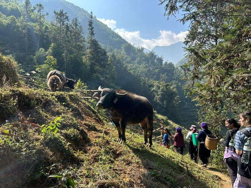 1 Day Sapa Trek&Home-cooked Lunch HmongSisterHouse&Trekking - Finishing 9 kilometers from Sapa Town