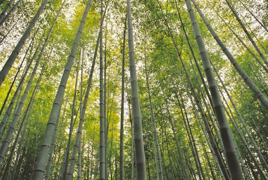 1-Day Tour from Nagoya: Hiking the Historic Nakasendo Trail - What the $189 price really covers