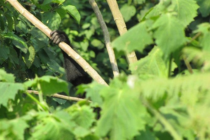 2 Day Gorilla Trekking Safari in Uganda via Kigali - Crossing into Uganda: what you should prepare for
