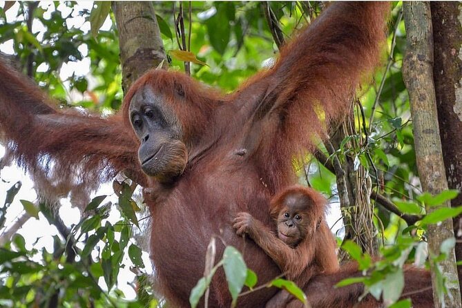 2 Days 1 Night Ethical Jungle Trekking - Why the orangutan sightings are worth the effort