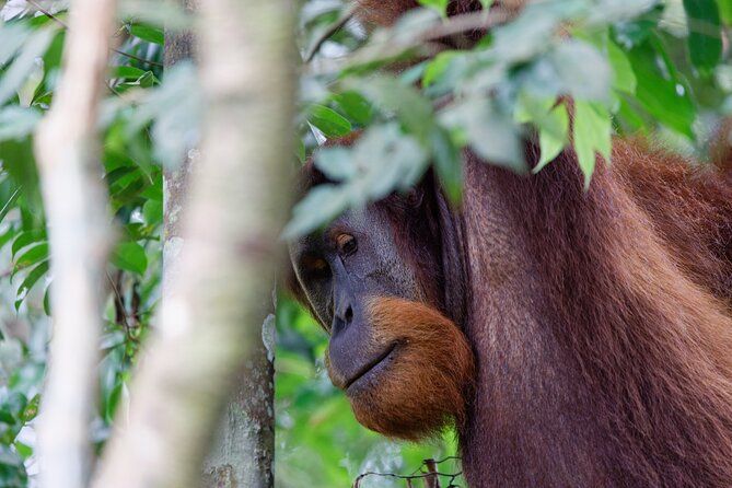 2 Days 1 Night Ethical Jungle Trekking - Food, pace, and physical demands