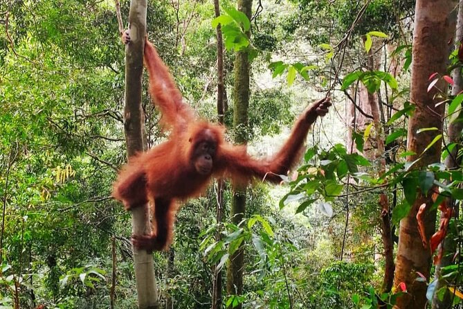 2 Days 1 Night Ethical Jungle Trekking - Day one: six to seven hours under the forest canopy