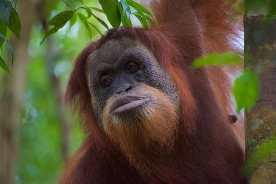 2 Days 1 Night Orangutan Trek Bukit Lawang - What two days in Gunung Leuser really feel like