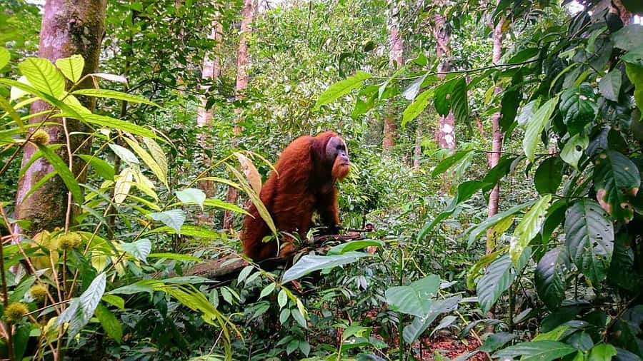 2 Days 1 Night Orangutan Trek Bukit Lawang - Reaching the Bohorok River camp