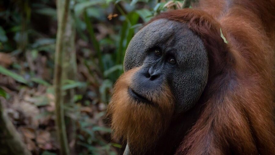 2 Days 1 Night Orangutan Trek Bukit Lawang - The food and comfort factor