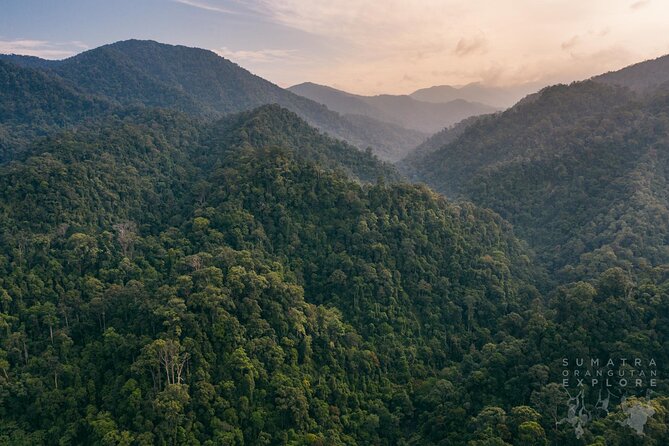 2 Days and 1 Night Ethical Jungle Trek - Looking for orangutans, monkeys, and birds