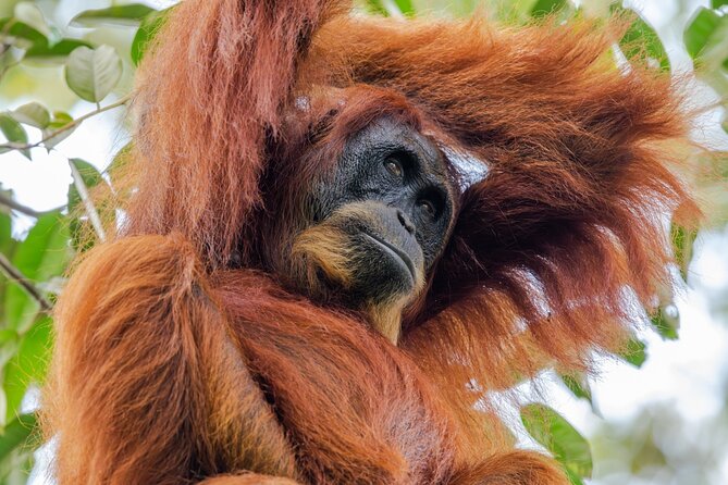 3-Day Ethical Orangutan Jungle Trek | Bukit Lawang, Sumatra - Three days inside Gunung Leuser National Park