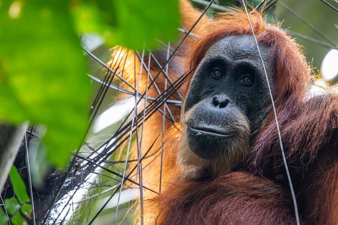 3-Day Ethical Orangutan Jungle Trek | Bukit Lawang, Sumatra - Why the small group matters
