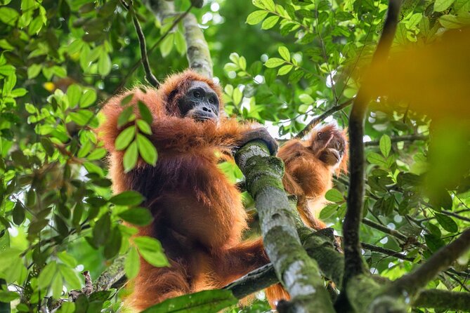 3-Day Ethical Orangutan Jungle Trek | Bukit Lawang, Sumatra - Fitness, weather, and sensible preparation