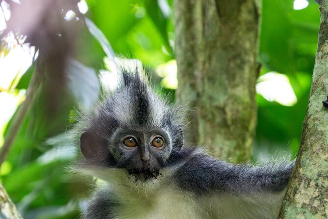 3-Day Ethical Orangutan Jungle Trek | Bukit Lawang, Sumatra - Two basic camps and what to expect
