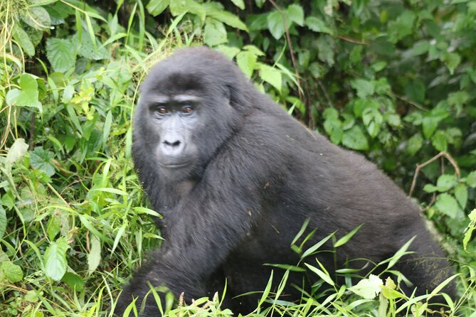 3 Day Gorilla Trek at Bwindi National Park via Kigali - Why this Kigali to Uganda route works