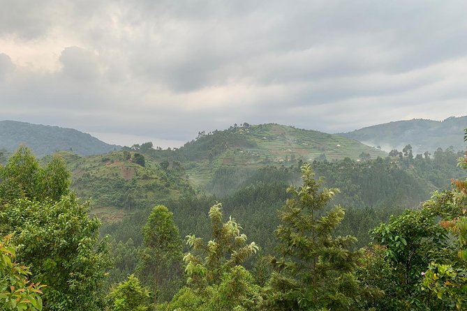 3 Day Gorilla Trek at Bwindi National Park via Kigali - Who should book this experience