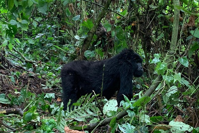 3 Day Gorilla Trek at Bwindi National Park via Kigali - Cancellation and booking details