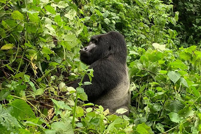 3 Day Gorilla Trek at Bwindi National Park via Kigali - Day 2: The Bwindi gorilla trek