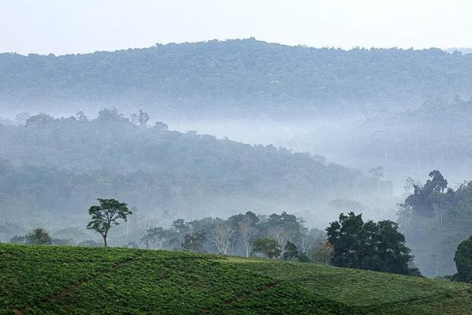 3-Day Tour to Uganda - Gorilla Trekking Bwindi Forest - Why this short Uganda safari works