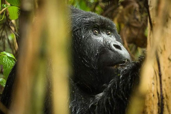 3-Day Tour to Uganda - Gorilla Trekking Bwindi Forest - Day 1: From Kampala to the Equator and Bwindi