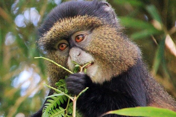 3 Days gorilla trekking Safari tour in Uganda - Day 3: The long road back to Entebbe