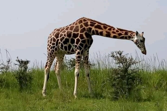 3 Days gorilla trekking Safari tour in Uganda - Who will enjoy this trip most