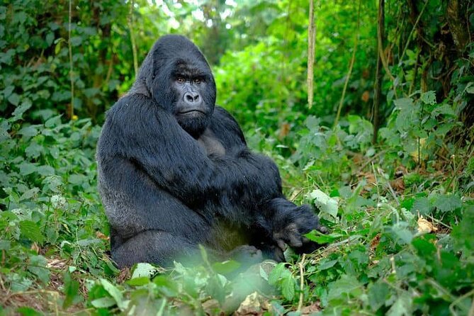3 Days gorilla trekking Safari tour in Uganda - Day 1: Entebbe to Bwindi through Uganda’s changing scenery