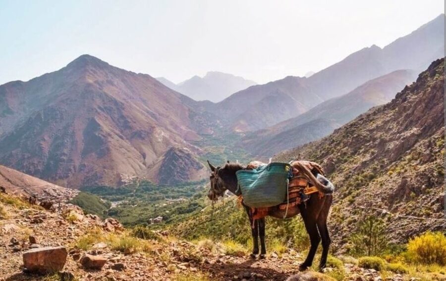 3 Days Trek Atlas Mountains Berber Villages from Marrakech - Who should book this three-day trek?