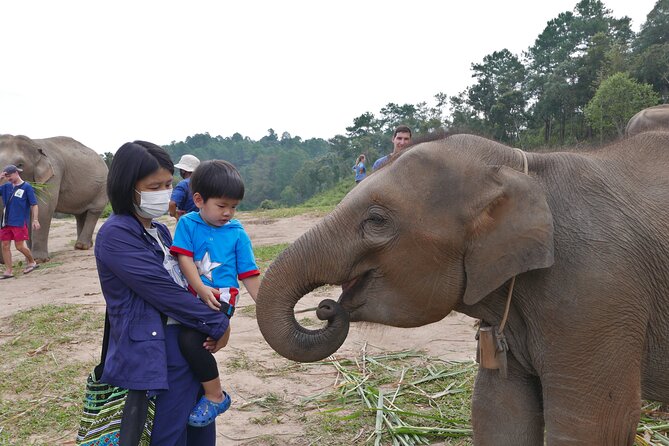 3-in-1: Doi Inthanon Tour, Elephant Sanctuary, and Trekking Trail - Living Green Foundation and the elephant encounter