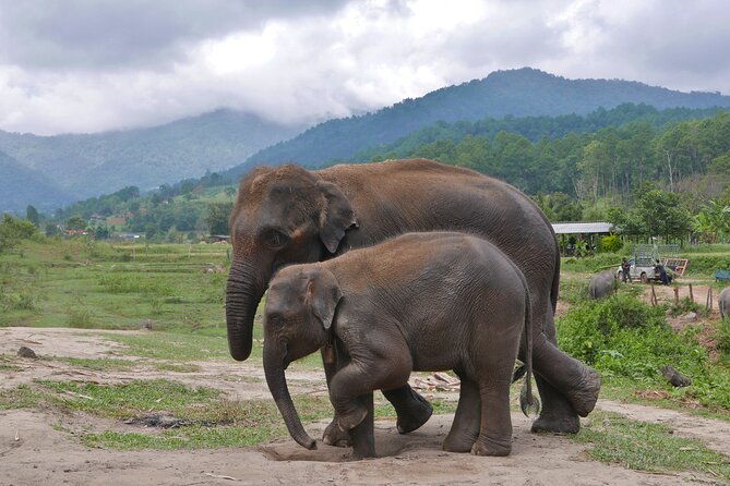 3-in-1: Doi Inthanon Tour, Elephant Sanctuary, and Trekking Trail - Who should book this day trip