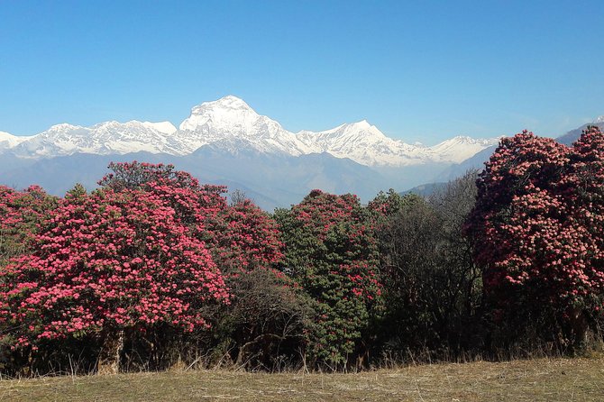 4-Day Private Poon Hill Trekking Tour - Key details before you book