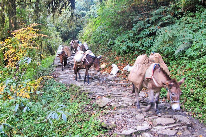 4-Day Private Poon Hill Trekking Tour - Is $359 a fair price?