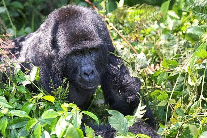 5-Day Pearl of Africa Chimps and Gorilla Trekking Safari - What this five-day Uganda route really delivers