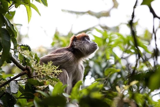 8-Day Murchison Falls, Chimp and Epic Gorilla Trekking Safari - Key points at a glance