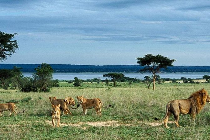 8-Day Murchison Falls, Chimp and Epic Gorilla Trekking Safari - Day 2: Murchison’s northern sector and the boat to the falls
