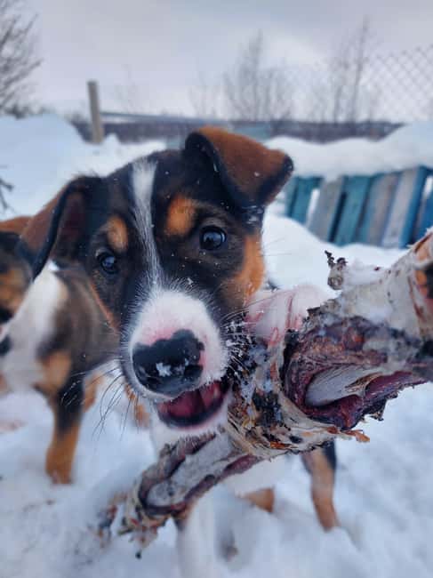 Abisko: Northern Lights Hike with Husky Puppies - Who will enjoy this outing most?
