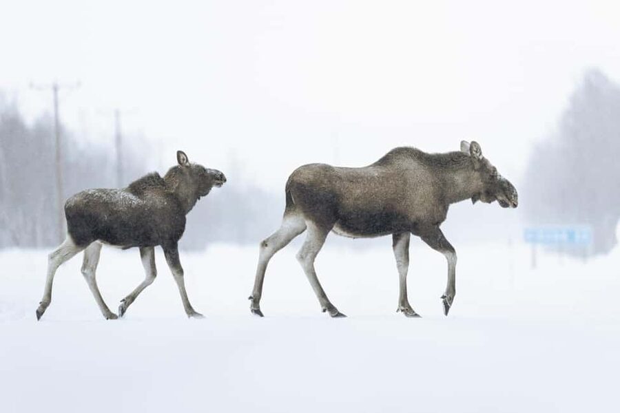 Abisko: Photo Hike with Professional Photographer - The first steps through Abisko’s winter scenery