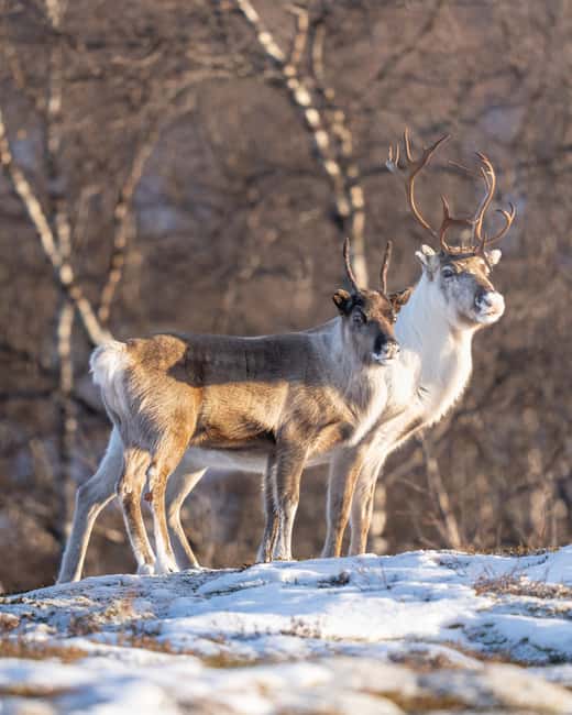 Abisko: Photo Hike with Professional Photographer - Viewpoints, forests, and frozen water