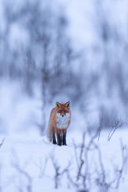 Abisko: Photo Hike with Professional Photographer - How the professional photography works