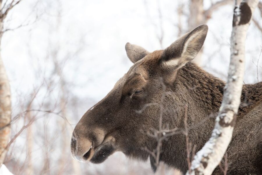 Abisko: Wilderness Snowshoe Hike - Why this two-hour walk works so well