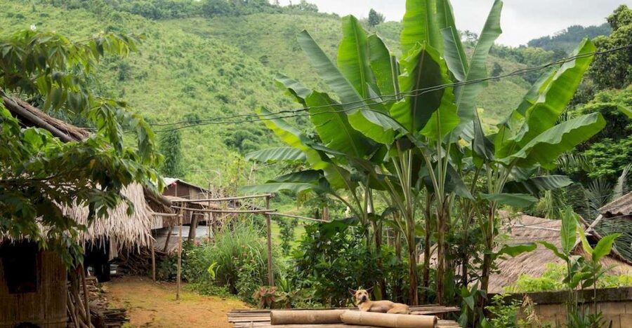 Akha & Lahu village trekking 1 day - Walking through bamboo, rice, and pineapple country