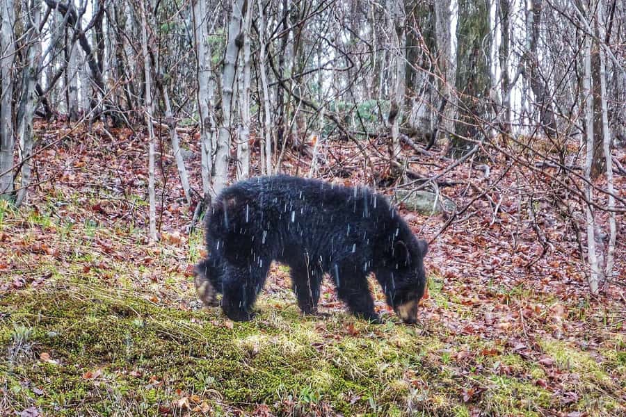 Algonquin Park Hiking: Adventure Tour from Toronto - Wildlife chances, from moose to winter birds