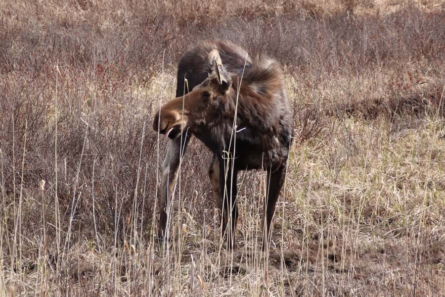 Algonquin Park Hiking: Adventure Tour from Toronto - Choosing a trail in Algonquin