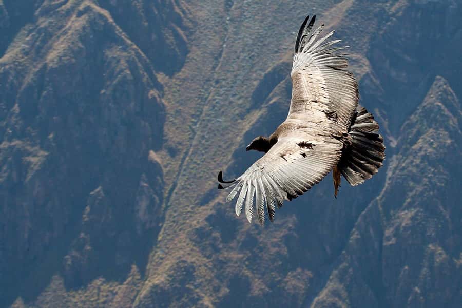 Arequipa: 2-day Colca Canyon Trekking, Ending in Puno - The 4:30 a.m. climb to Cabanaconde