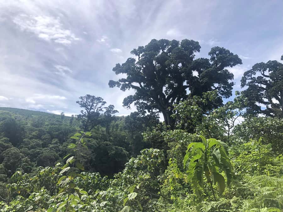 Arusha: Napuru Waterfalls Guided Hike - Who should book this hike