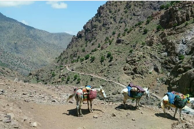 Atlas Valleys & Mount Toubkal Private 3 Days Trek From Marrakech - Is $255.52 good value?