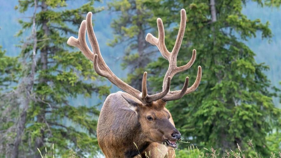 Banff/Canmore Moraine Lake & Lake Louise-Hike/Canoe/Sightsee - The short transfer to Lake Louise