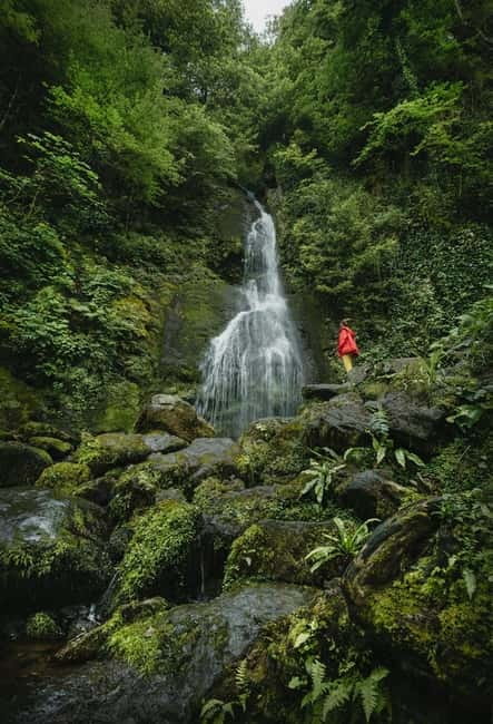 Batumi to Mtirala National park - Half day hiking group tour - From Batumi to Mtirala’s wet mountain forest