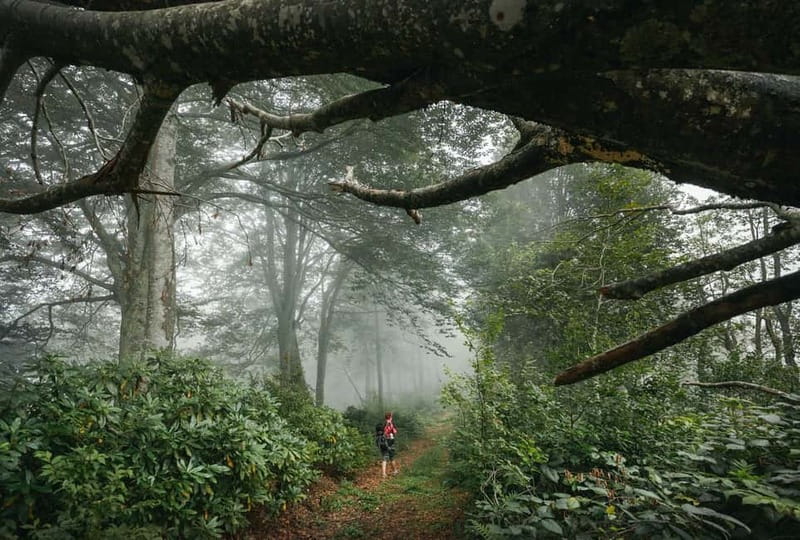Batumi to Mtirala National park - Half day hiking group tour - What to pack for Mtirala
