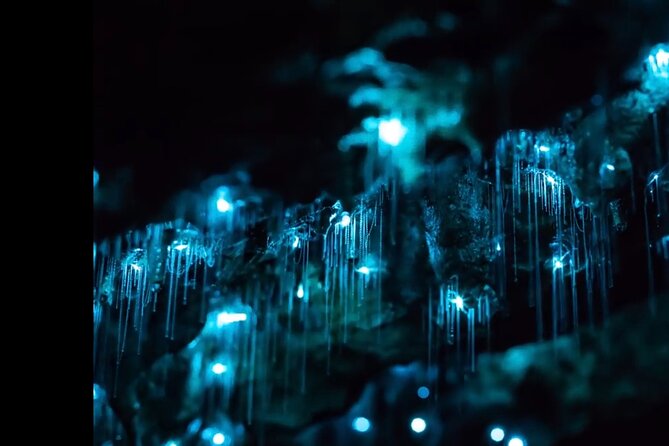 Blue Mountains Hiking Glow worms Cave Wildlife Spotlighting Night Adventure - Key points to know before booking