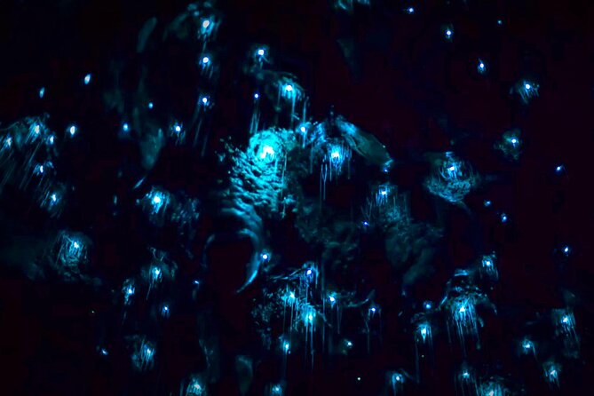 Blue Mountains Hiking Glow worms Cave Wildlife Spotlighting Night Adventure - Antoine’s guiding style and group safety